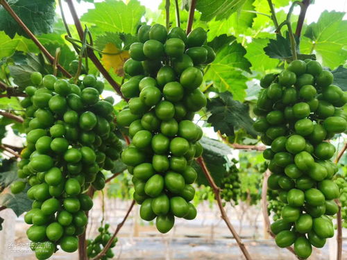 海南熱帶水果采購指南 如何尋找聲譽良好的熱帶水果廠家及產(chǎn)品圖片